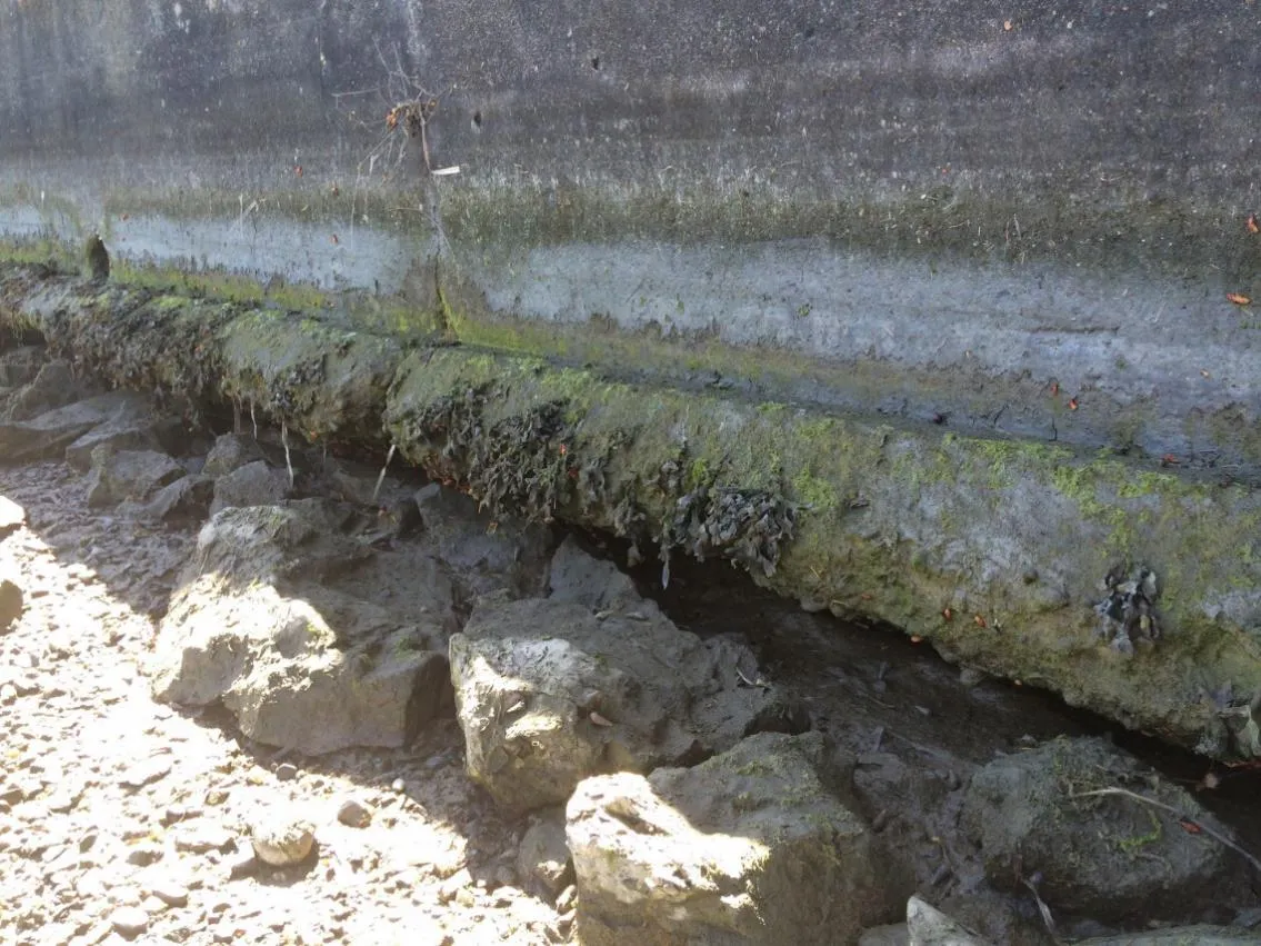 Figure 6. Close-up of undermining under sea-wall.