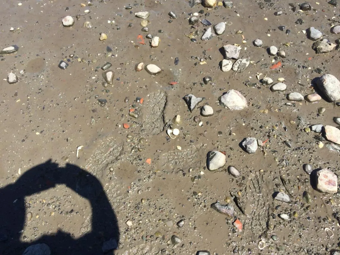 Figure 8. Fine mud over gravel substrate in high intertidal zone at proposed boat launch site.