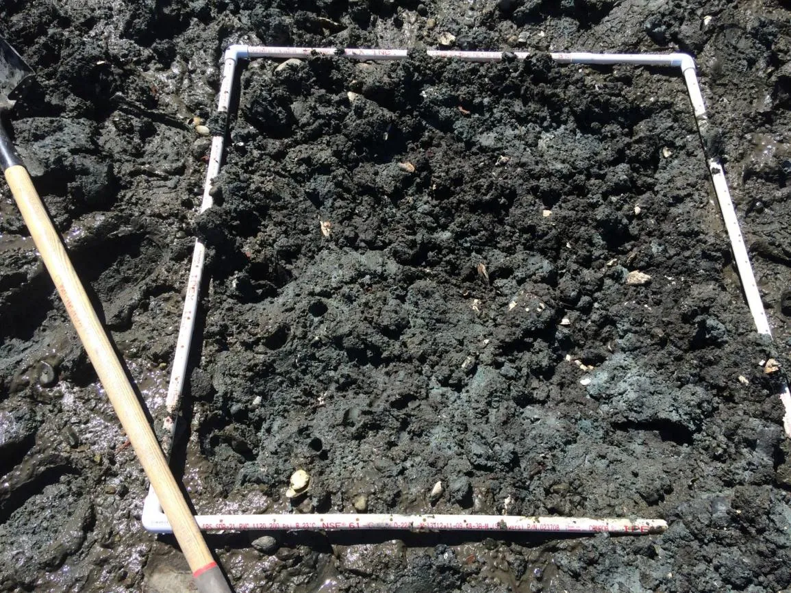 Figure 9. First quadrat, located 5 meters from sea-wall in path of proposed boat launch.