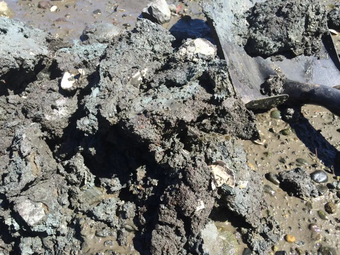 Figure 10. Substrate within first quadrat located 5 meters from sea-wall.