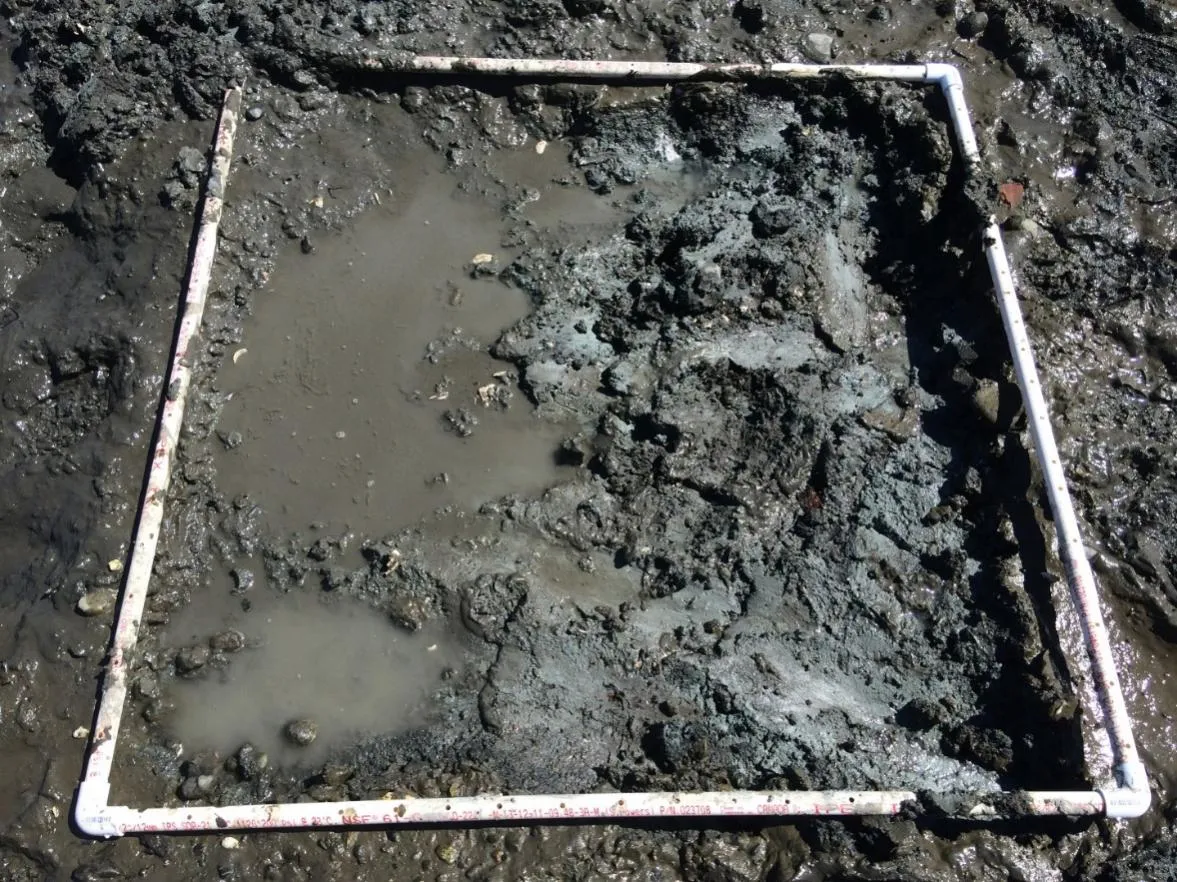 Figure 11. Gravel over clay in first quadrat.