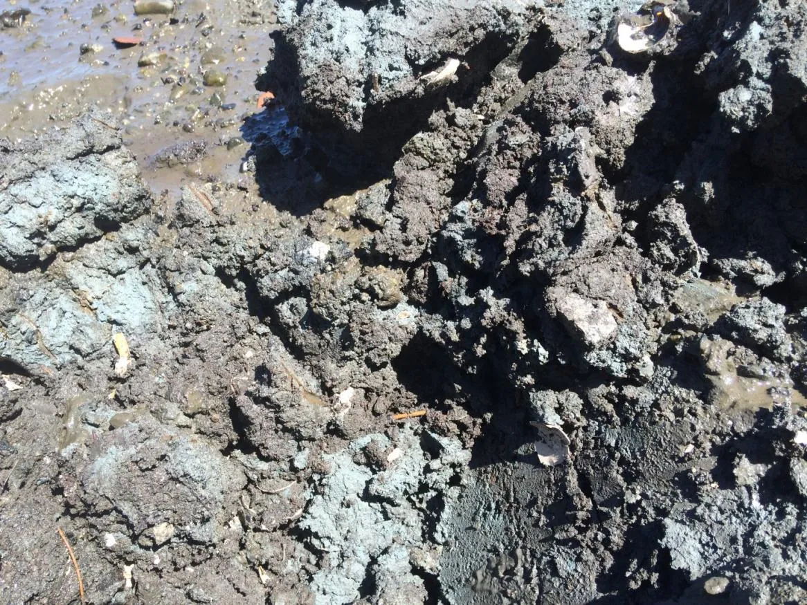 Figure 12. Second quadrat, located approximately 8 meters from shore in path of proposed boat ramp.