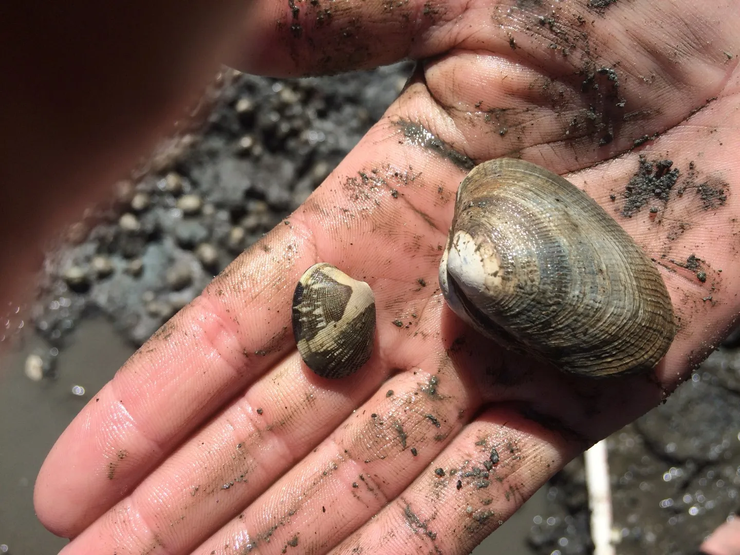 Figure 15. Sample of Littleneck clams found in quadrats 1&2, showing size range.