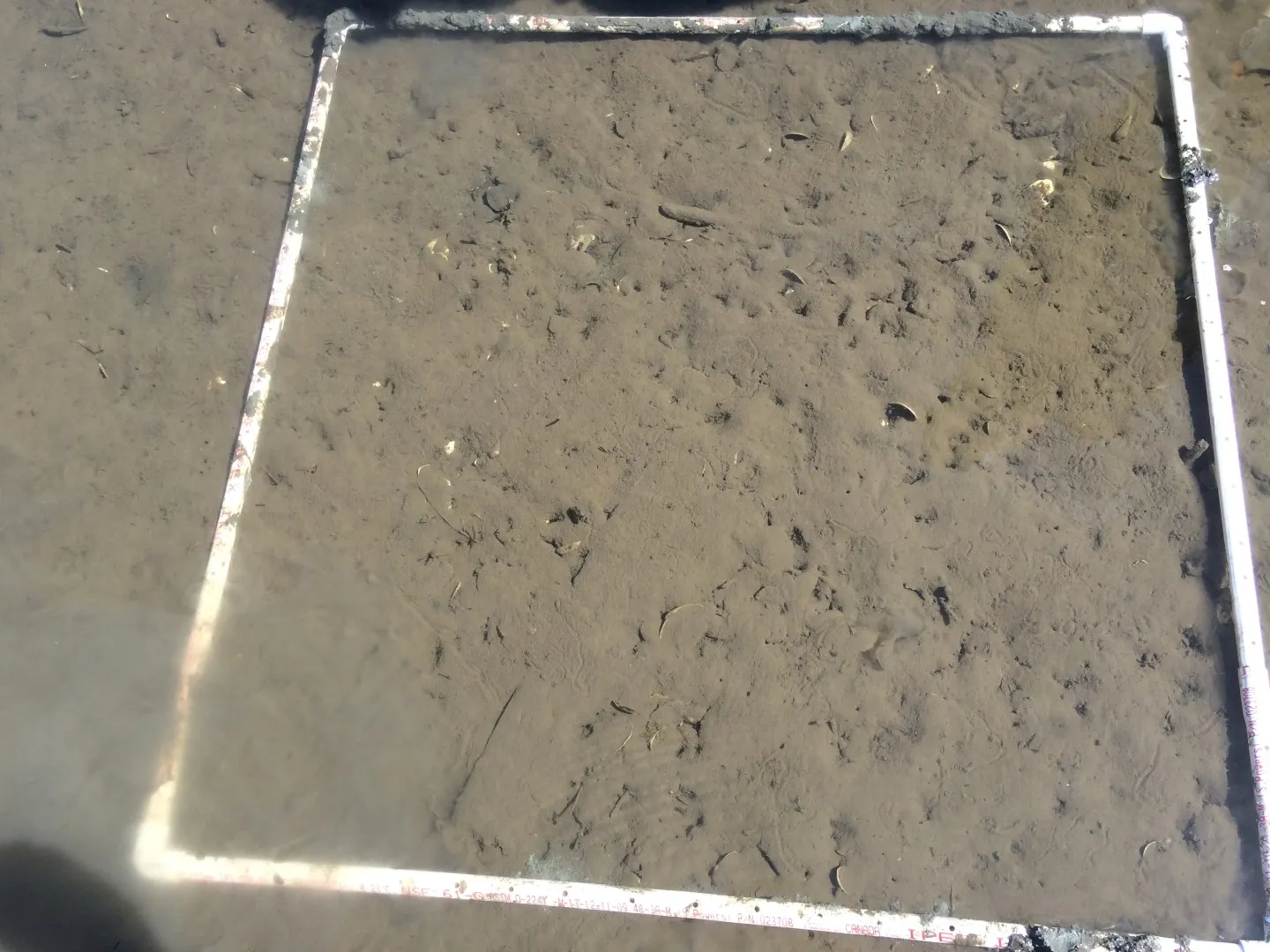 Figure 16. Quadrat 3 showing clam burrows and some *Ostria conchaphila*.