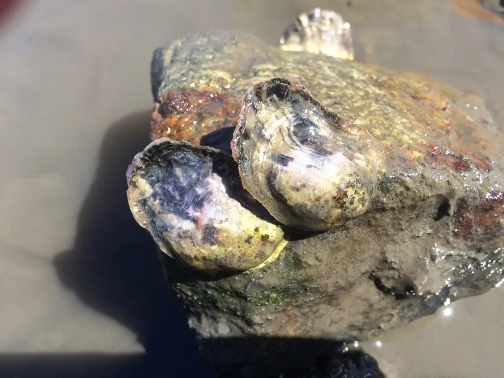 Figure 17. Cobble with 3 Olympia oysters attached, located just outside of quadrat 3.