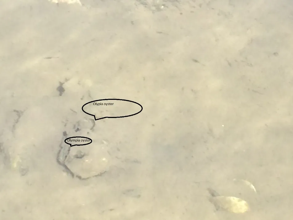Figure 19. Olympia oysters buried in mud substrate.