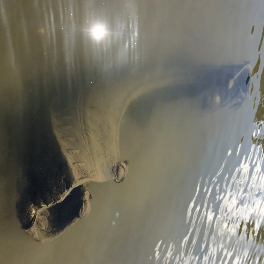 Figure 21. Olympia oysters attached to section of tire located to north west of proposed boat ramp.