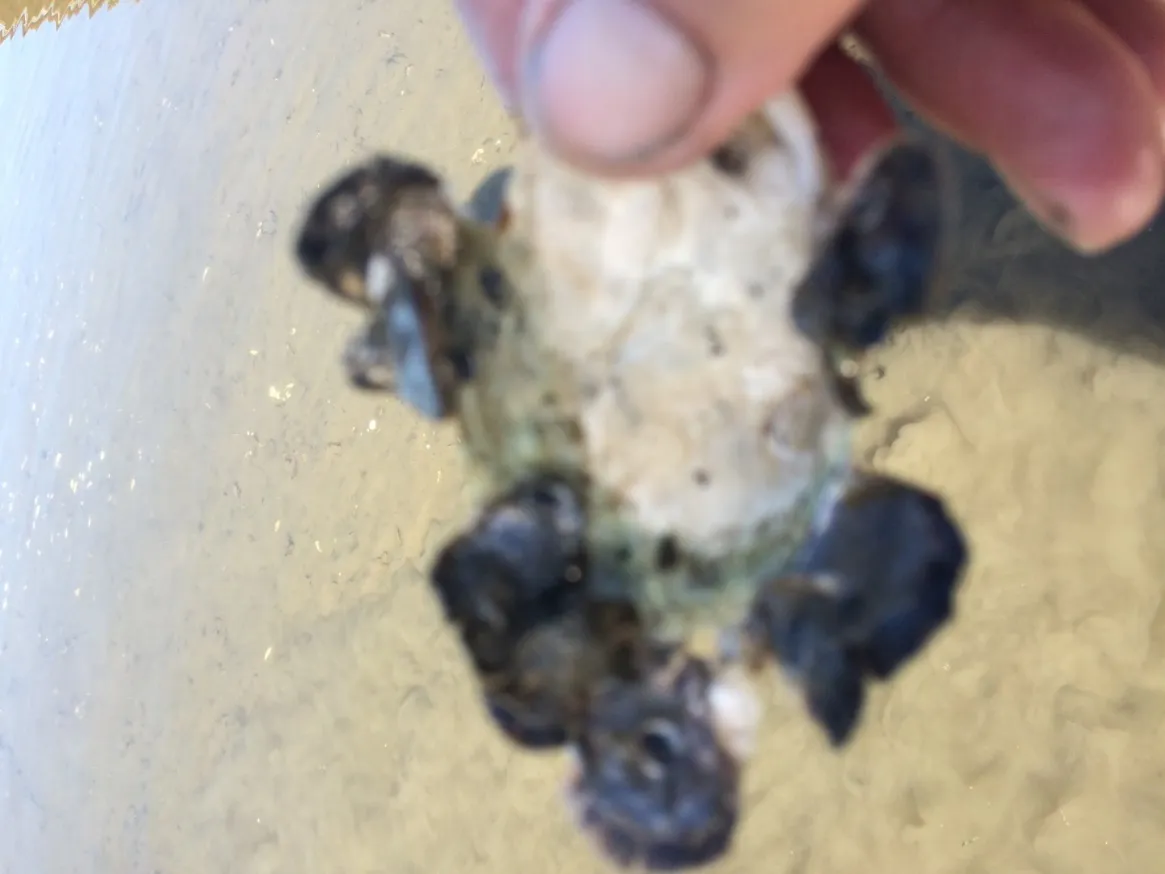 Figure 23. Approximately 18 Olympia oysters were attached to this clam shell.