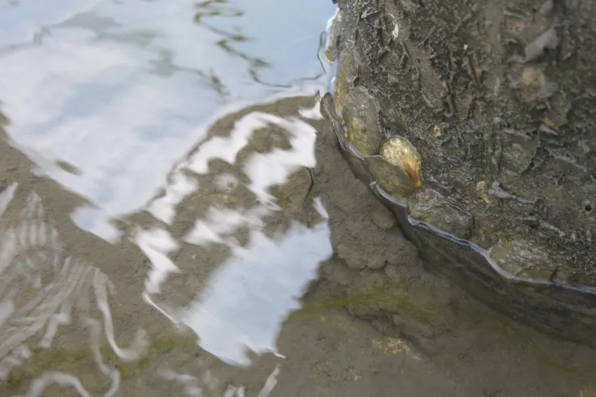 Figure 24. Olympia oysters attached to intertidal concrete footing of dock immediately north of the proposed boat ramp.