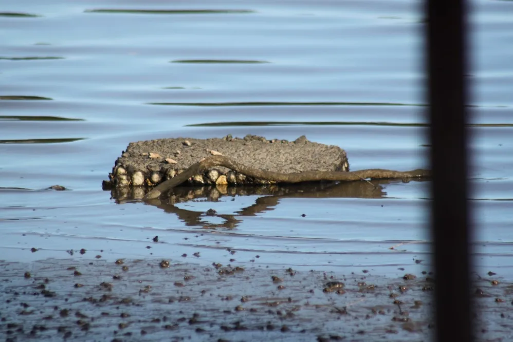 Figure 26. Concrete slab in gently sloping mud intertidal zone at Trans-Canada Highway site. Olympia oysters attached.