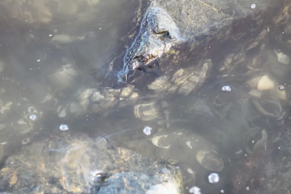 Figure 27. Olympia oysters attached to rock at Trans-Canada Highway site.
