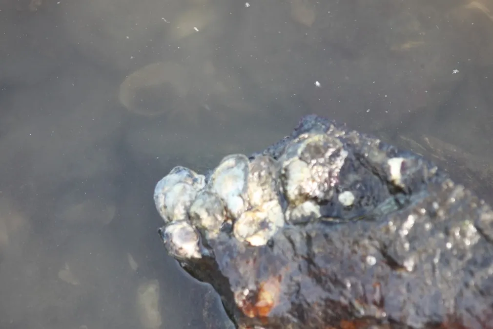 Figure 28. Olympia oysters attached to rock at Trans-Canada Highway site.
