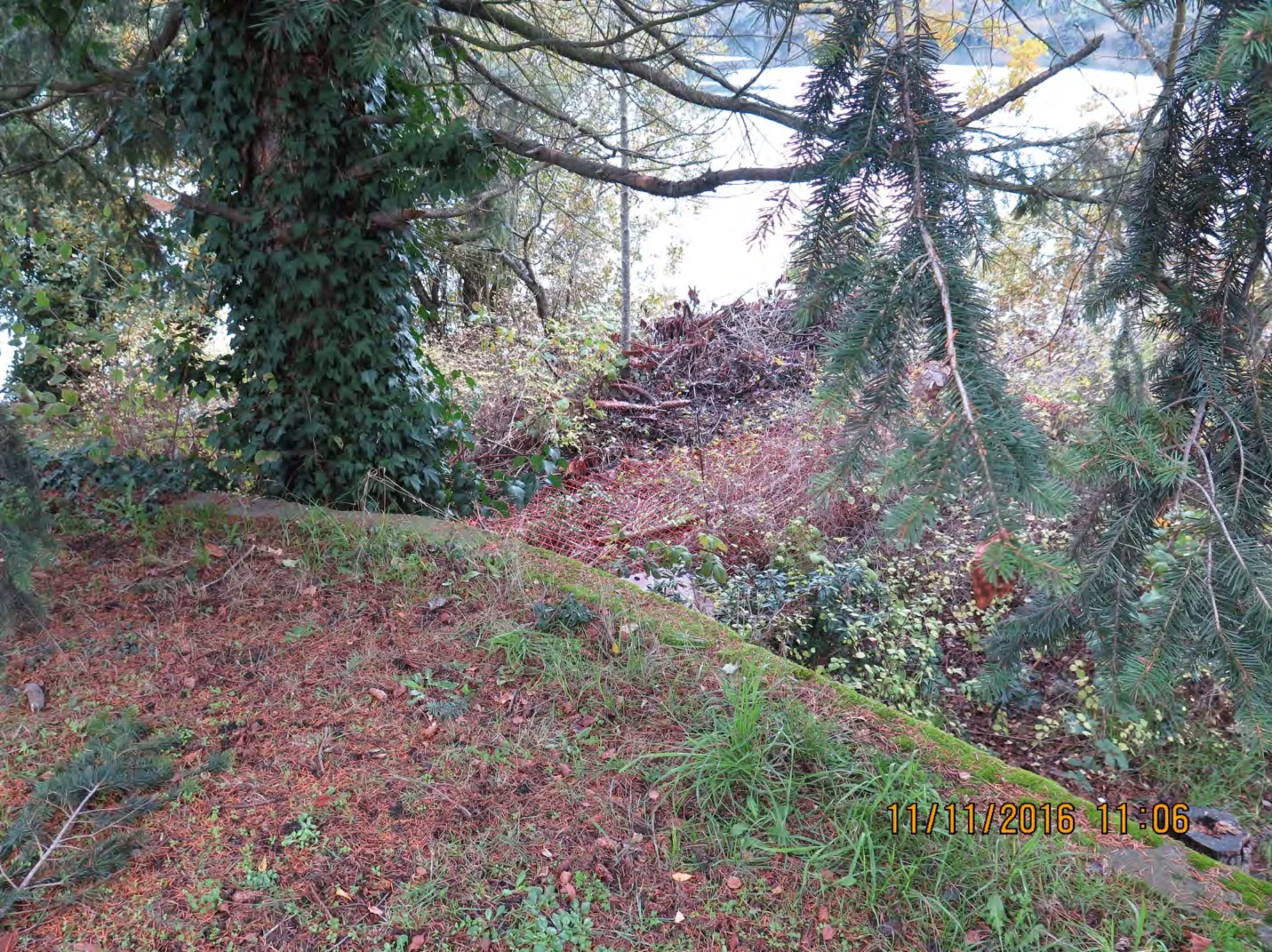 Garden waste on public access at Arcadia Street