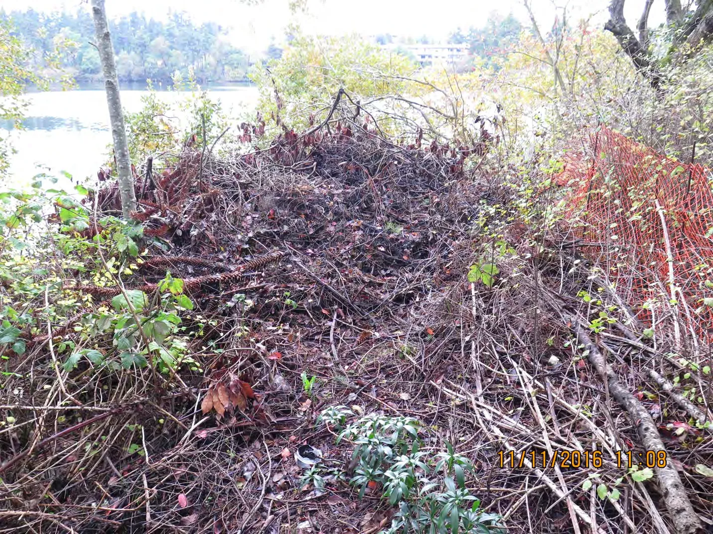 Close-up of garden waste at Arcadia Street