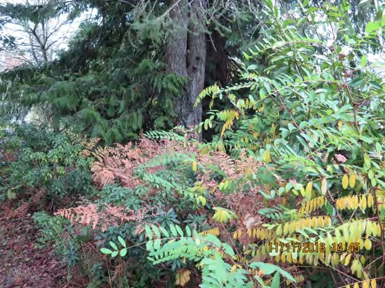 Vegetation blocking access at Glenwood Avenue