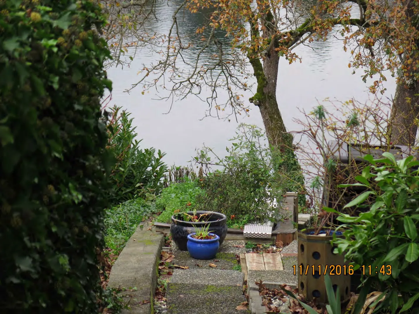Potted plants on public access at Rhoda Lane