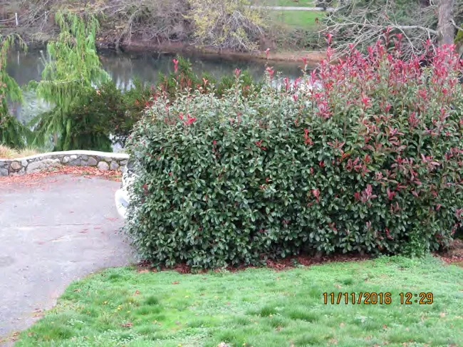 Reddish green hedge blocking public access at Mesher Place