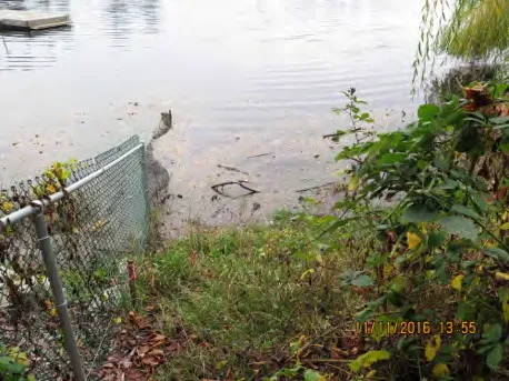 Shoreline at Murray Drive public access point