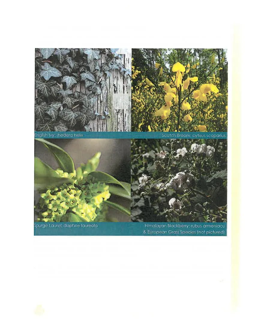 Collage of four invasive plants: English Ivy, Scotch Broom, Spurge Laurel, and Himalayan Blackberry