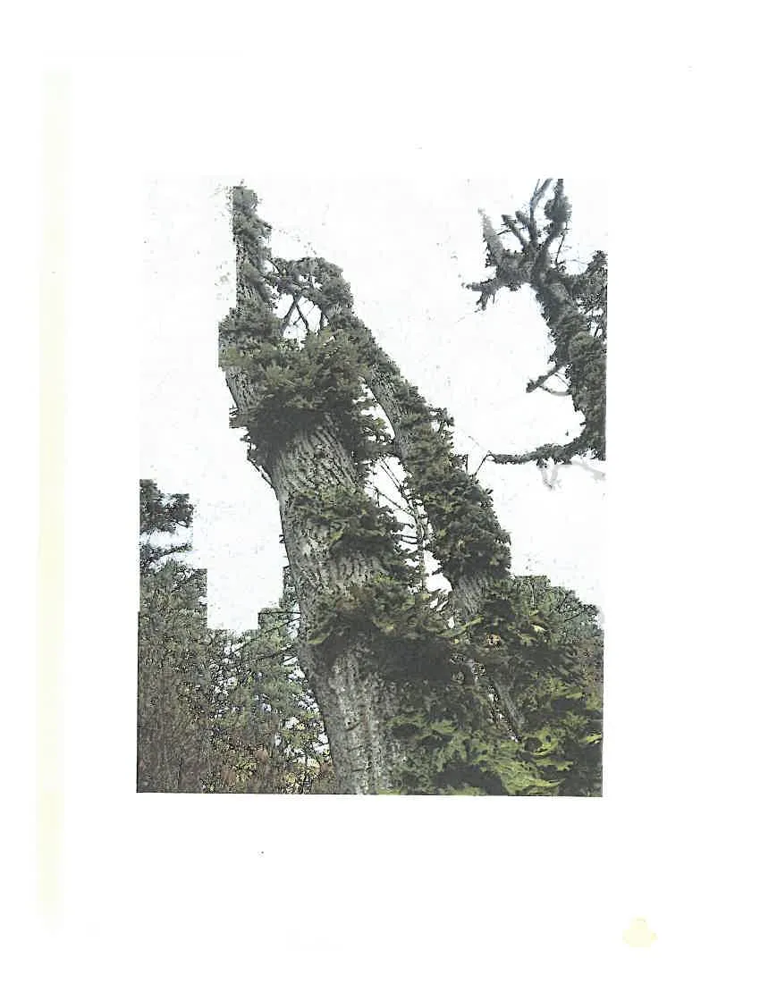 Photo showing thick moss covering the trunk and branches of a mature tree