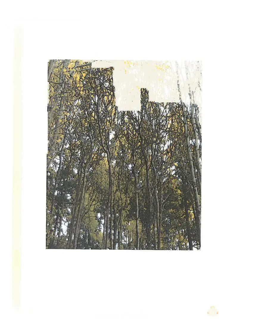 Photo of a dense grove of slender trees with yellow autumn leaves