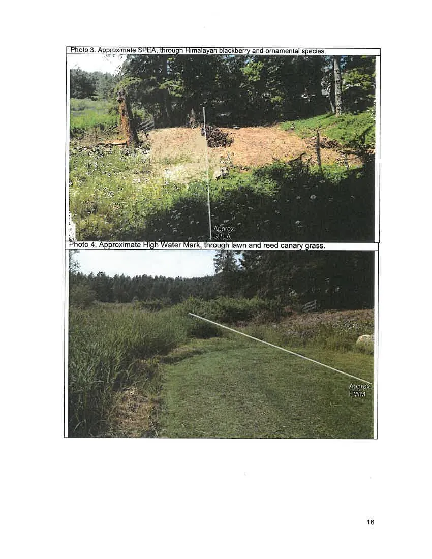 Photo 2. Invasive species in lowland zone, lawn, reed canary grass, sweet briar and Himalayan blackberry