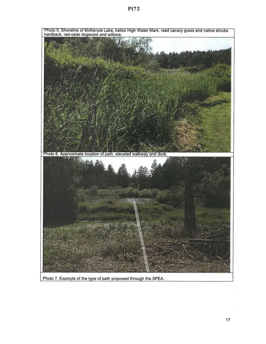 Photo 3. Approximate SPEA, through Himalayan blackberry and ornamental species
