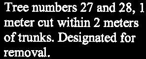 Text for "Tree numbers 27 and 28, 1 meter cut within 2 meters of trunks. Designated for removal."
