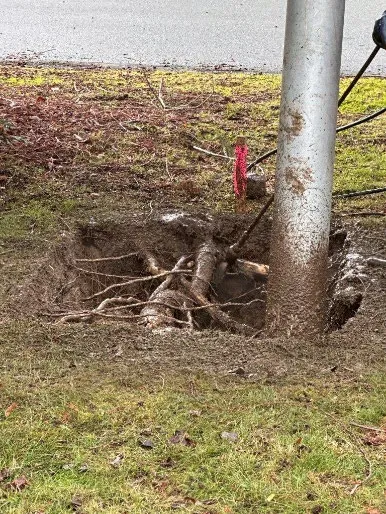 Muddy excavation for drain service repair showing exposed tree roots