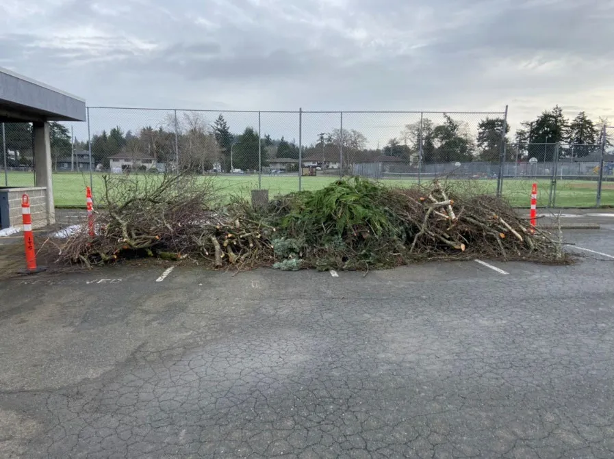 Large pile of tree branches stacked in a parking lot for chipping