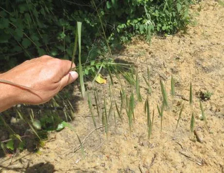 Close-up photo of Ripgut Brome (spear grass)