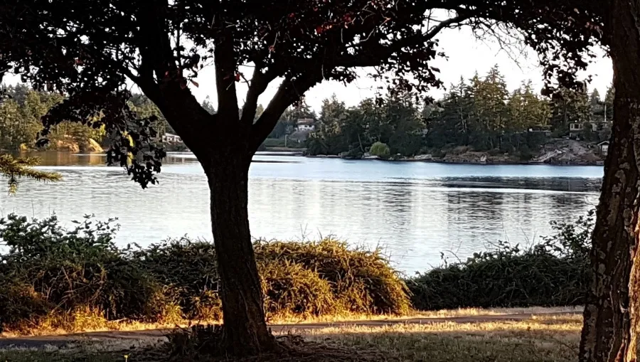 Scenic view of a lake with trees in the foreground