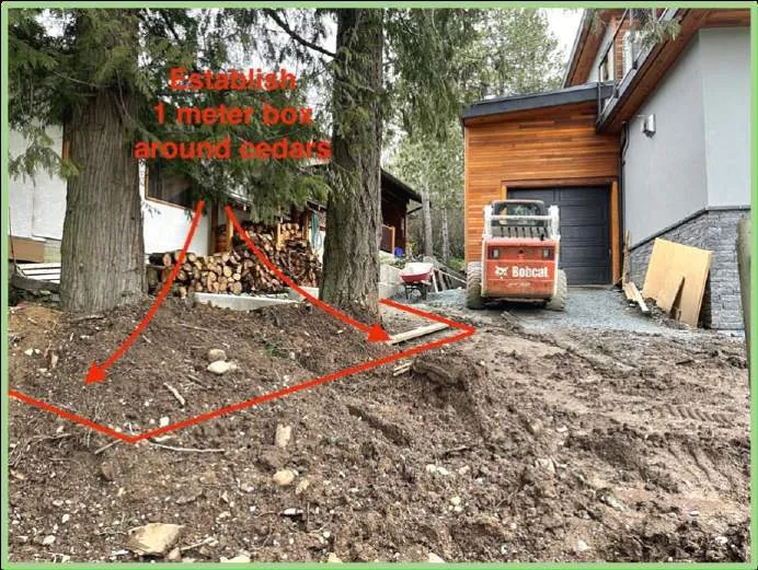Photo showing an established 1-meter protective fence box around the backyard property cedar trees