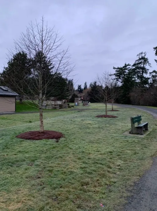 A young tree with a fresh circle of dark mulch around its base at View Royal Park