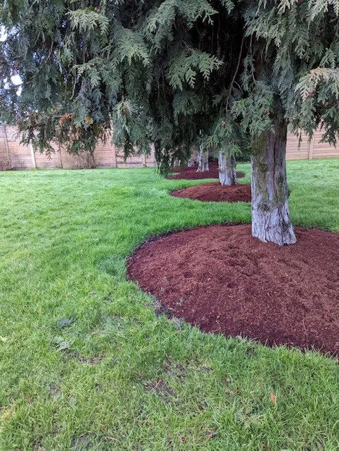 Large evergreen trees with expansive circles of fresh mulch at their bases in Chancellor Park