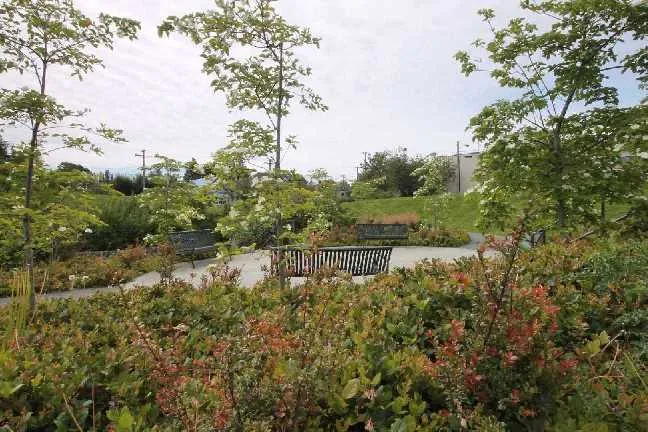 Densely planted naturalized area with various shrubs