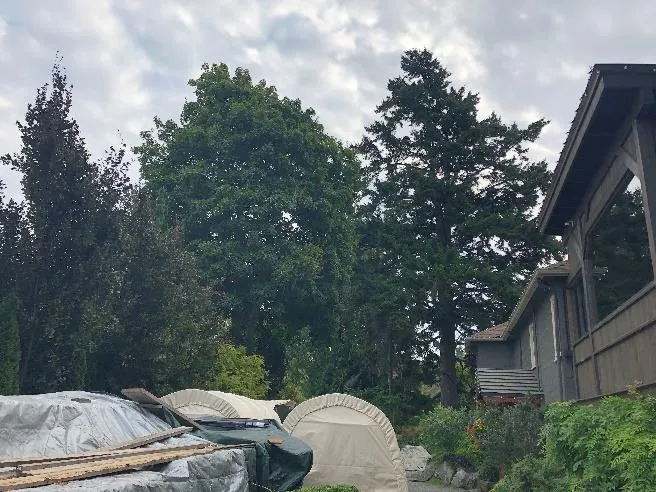 View of the trees potential impacted from the project as seen with a northward perspective. (09/14/2022)