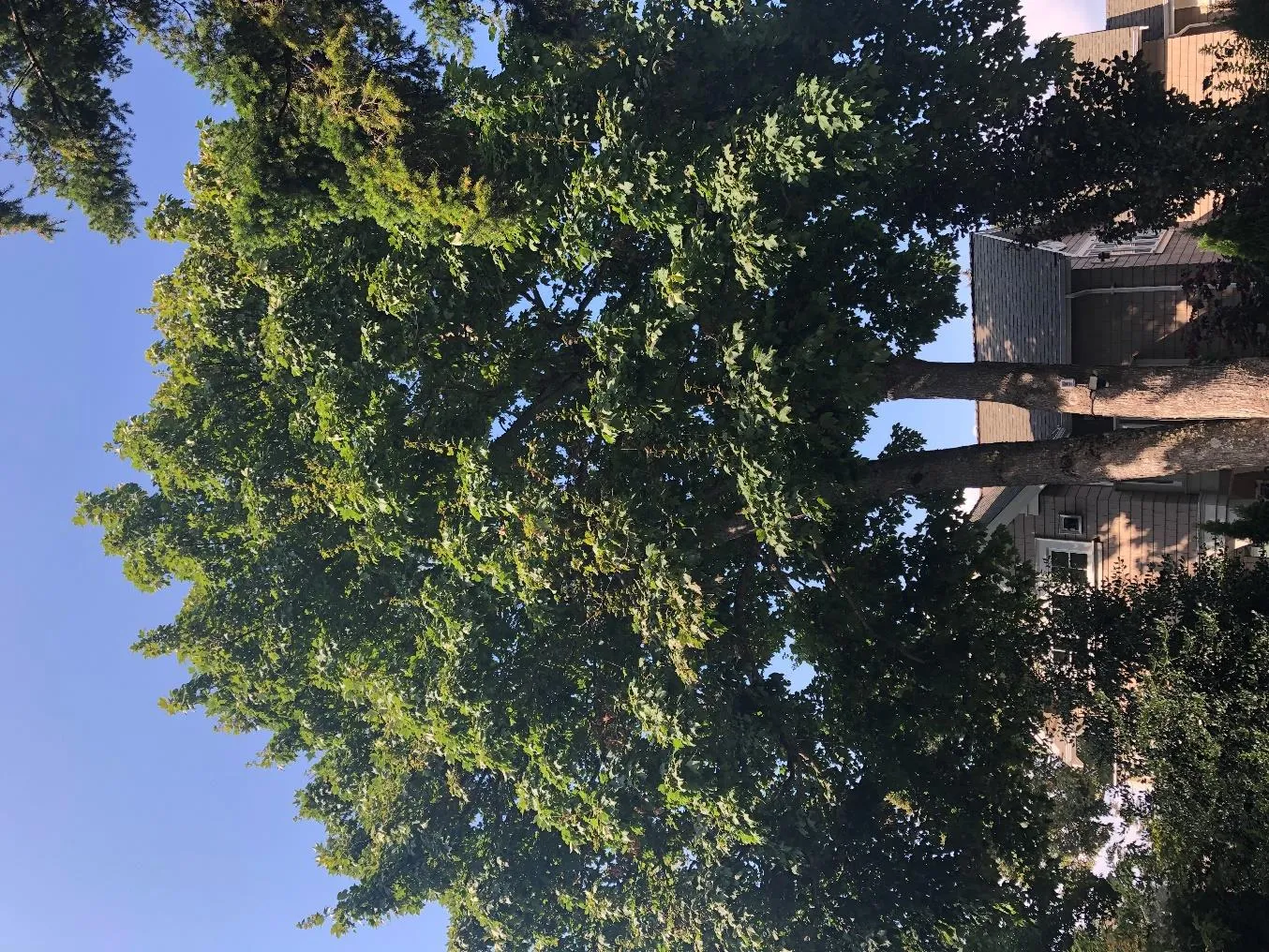 Douglas maple #720 as viewed with a west facing perspective (09/13/2022)