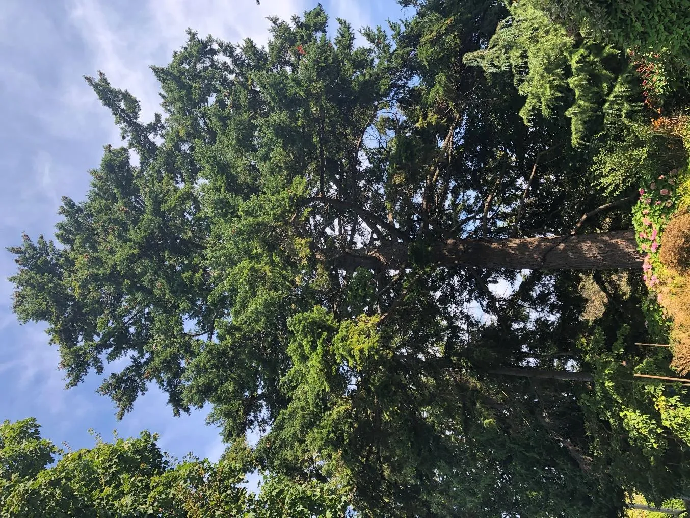 Douglas fir #716 as viewed with a northeast facing perspective (09/13/2022)