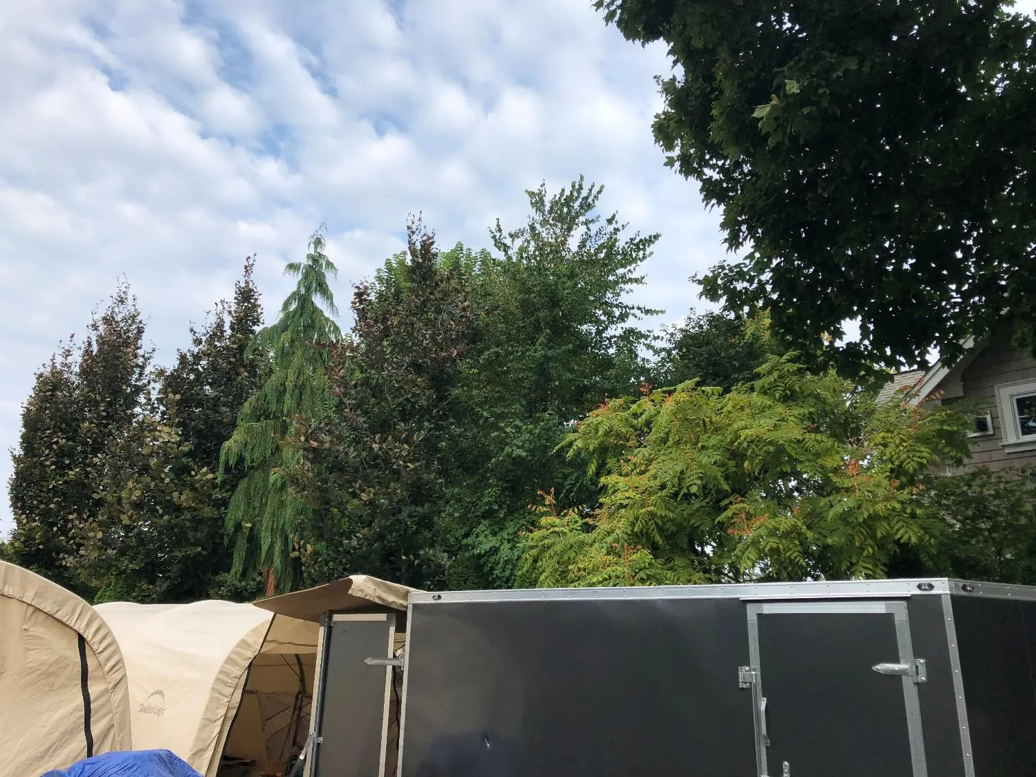 View of trees along the west side of the property line (09/14/2022)