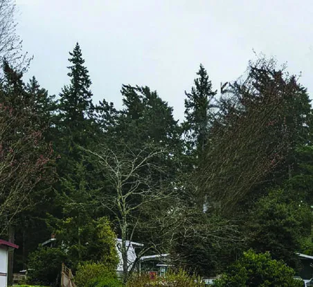 Streetscape - existing and proposed views along Eltham Road