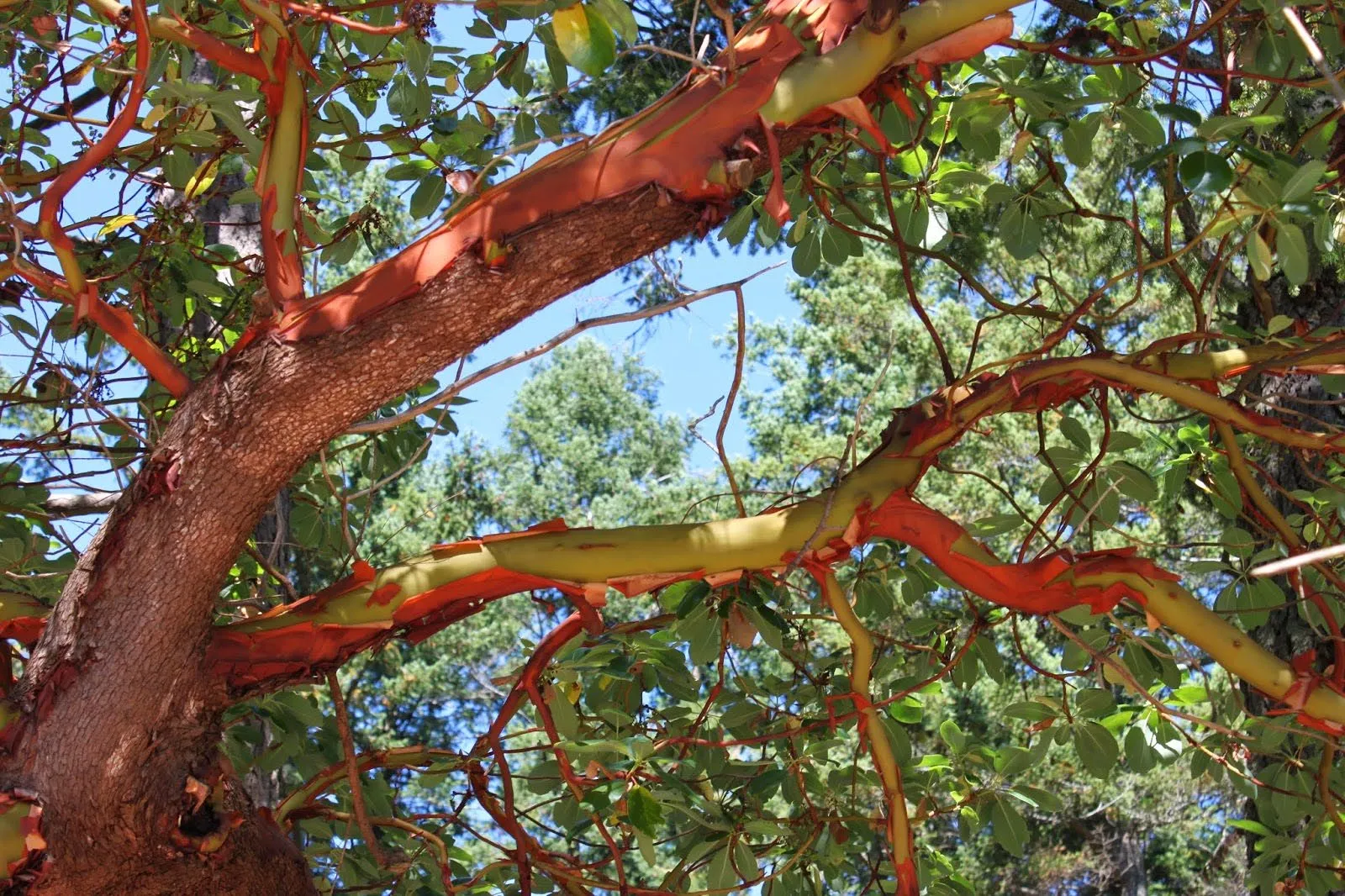 Tree branches with smooth green wood and peeling reddish-orange bark