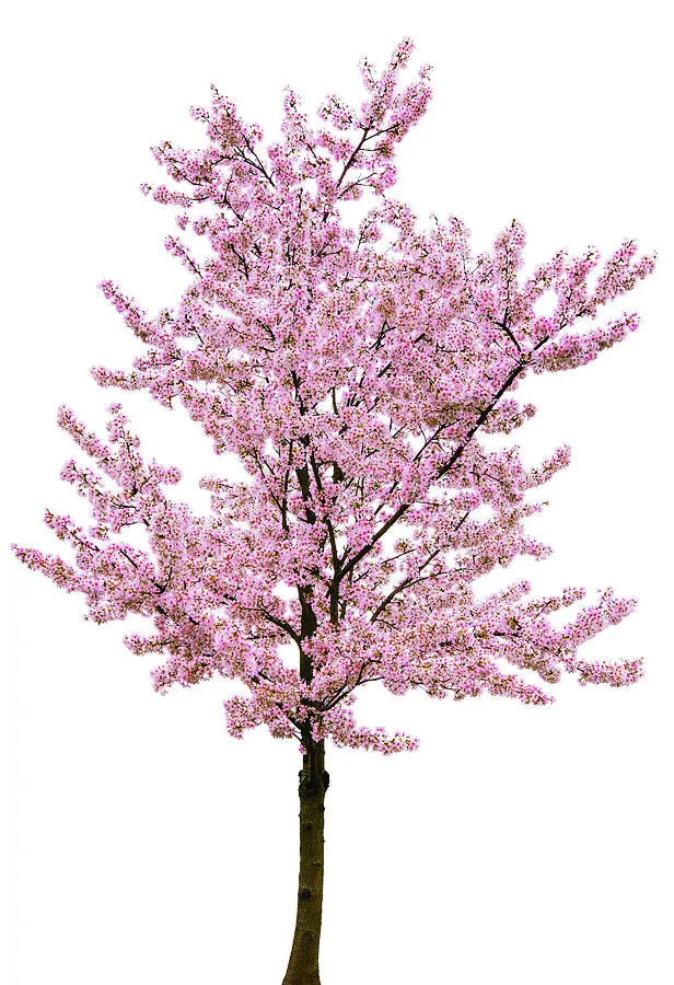 Pink flowering tree rendering