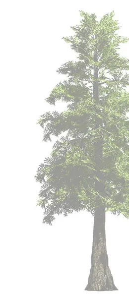 Conifer tree rendering