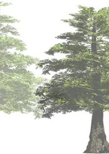 Conifer tree rendering