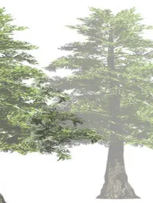 Conifer tree rendering