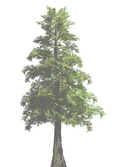 Pink flowering tree rendering