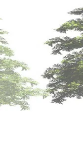 Part of tree branch rendering