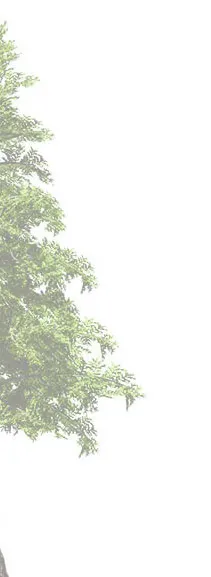 Conifer tree rendering