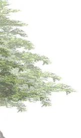 Group of conifer trees rendering